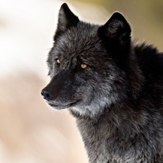 A Wapiti Lake Pack wolf portrait.

I think my heart is still pounding (3 weeks later) after our amazing encounters in Yellowstone National Park.

Photographed with Nikon Z 9 with 800mm + 1.25 extender.

With @jeffmitchell2112 @bozemancamera @lensofjay @schwerd @dawnholmphotography @lyndseyholm @nikonusa 

#wolf #wolves #wapitilakepack #graywolf #yellowstone #yellowstonenationalpark #nikonnofilter 
#nature #wolfpack #beautiful #naturalworld #savethewolves #zcreators #yourshotphotographer #earthcapture @bbcearth