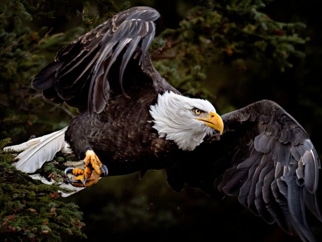 Pure power. 

#eagle #baldeagle #eagleinflight #nikonnofilter #canada #britishcolumbia #chilko #bc #BIF #earthcapture @bbcearth #bird #birds #canadabird #nikonambassador #yourshotphotographer #canadianwildlife #beautiful #powerful #nature