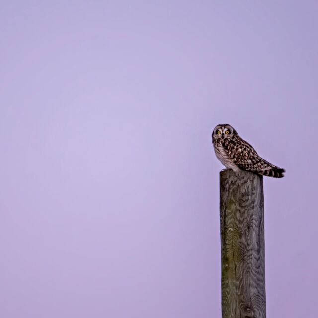 Verified
Sometimes less is more in a frame.

#shortearedowl #owl #nikonnofilter #z9 #wolfeisland #ontario #canada #birds #canadabird #canadianbird #canadaowl #nikonambassador #shorteared #earthcapture @bbcearth #beautiful