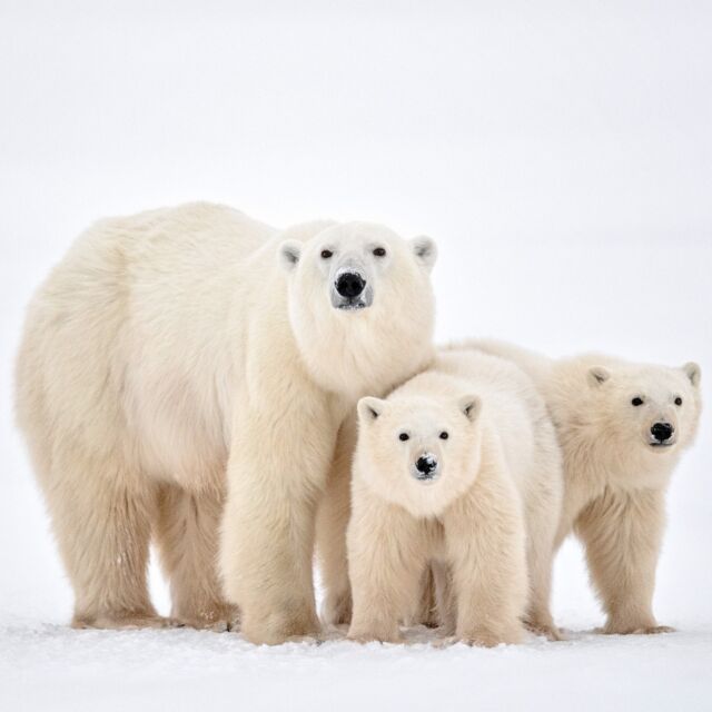 We are counting down to International Polar Bear Day (February 27)... get ready for some more images of these beautiful creatures on my page!

Here are a few mom and cub facts.

✨ Fact #3: Polar bear milk is the fattest of any land mammal's. ✨

❄️ Polar bear milk is about 31% fat when cubs are born, providing enough calories to help cubs grow rapidly.

❄️ The mother’s milk changes fat content and composition as cubs get older and nurse less, becoming closer to 18% fat by the time the cubs are a year old.

❄️ Although #polarbear moms may nurse cubs through their second birthday, some females wean their cubs sometime after their first birthday. It may depend on the body condition of the mother—nursing cubs is extremely costly from an energy standpoint. Either way, mom helps make sure her cubs get enough to eat!

#polarbears #ProtectMomsandCubs
@polarbearsinternational 
#polarbearcubs #cubs #bears #nikonnofilter #yourshotphotographer #earthcapture @bbcearth #beautiful #nature #churchill #manitoba #canadá canada