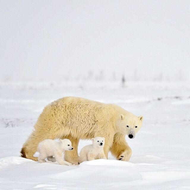 International #PolarBearDay is tomorrow! 

Here are some facts about polar bears...

✨Female polar bears start a new family about every three years. ✨

❄️ From about the age of 5, female polar bears mate and produce cubs approximately every three years depending on multiple factors.

❄️ If female bears reproduce consistently until their late 20s, that’s more than eight litters of cubs at one to three cubs each. One female polar bear could potentially produce over a dozen cubs in her lifetime, though not all cubs will make it into adulthood or reproduce themselves.

❄️ As soon as moms wean their cubs, their days of being solitary are short lived. Very soon it’s mating season (after which the males leave and are never seen again).

❄️ After mating, females must binge on seals to store as much fat as possible in order to start the cycle all over again.

Follow @polarbearsinternational for more information on how you can help!

@frontiersnorth #wapusknationalpark #polarbears #bears #churchill #manitoba #canada #subarctic #frozentundra #bearcubs #polarbearcubs 
#yourshotphotographer #earthcapture @bbcearth #beautiful