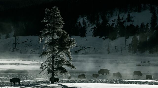 Yesterday marked Yellowstone's 150th
anniversary as a National Park.

Yellowstone National Park sits on top of
a dormant volcano and is home to more
geysers and hot springs than any other
place on earth. Wonders abound at this
truly unique national park, from sites
like the Yellowstone Grand Canyon to
wildlife like America's largest buffalo herd, grizzly bears, and wolves.

Approximately 50 percent of the world's hydrothermal features are at Yellowstone National Park, creating an effect that makes the ground appear to be on fire.

I am officially addicted to this magical place.

#yellowstone #grandprismaticspring #grandprismatic #yellowstonenationalpark #nikonnofilter #zcreators #beautiful #nature #hotspring #earthcapture @bbcearth