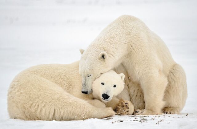 It's International #PolarBearDay! Take part in this special day by learning about @polarbearsinternational research, tuning into their live events, participating in their “Protect Moms and Cubs” challenge and more. 

#polarbear #polarbearcub #bearar #bears #internationalpolarbearday #nikonnofilteer #beautiful #wildlife #savethebears #conservation