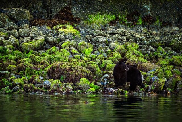 Changing things up today!

Since I have been posting so many white winter scenes, thought maybe a green theme would get us into the spring feeling with this black bear on Vancouver Island.

#blackbear #bear #vancouverisland #britishcolumbia #canada #wildlife #beautiful #nature #green #nikonnofilter #yourshotphotographer #earthcpature @bbcearth #nikonambassador