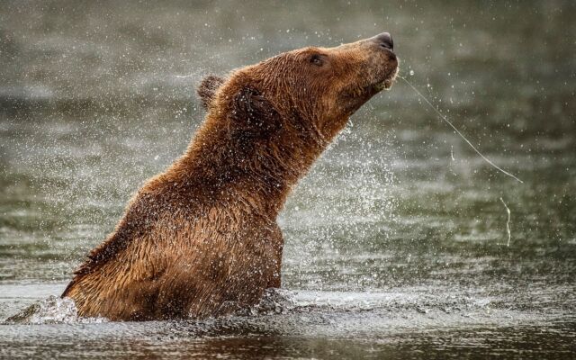 Grizzly swim and shake with @oceanlightadventures in the Khutzeymateen Grizzly Bear Sanctuary - can't wait to return n June!

#grizzlybears #bears #grizzlybear #bearinwater #bearswimming #bearshaking #wildlife #bc #khutzeymateen #britishcolumbia #nikonnofilter #nikonambassador #canadianwildlife