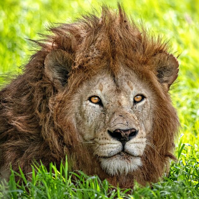 Brave. Beautiful. Fierce. Protective.

#lion #tanzania #africa #africanlion