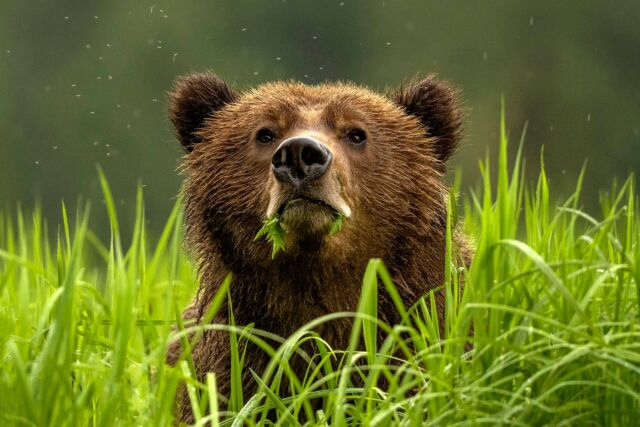 I smell you...

#bear #grizzlybear #khutzeymateen #nikonnofilter #britishcolumbia #canada #wildlife #bears #grizzlyingrass #springiscoming 

With @oceanlightadventures