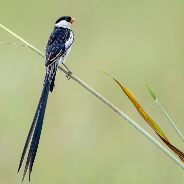 When I need to search through my image bank for a specific shot, sometimes (ok most often) I go down a rabbit hole and find images I either don't remember or have never processed.It's like a gift each time. This is a pin-tailed Whydah bird from Uganda.

I dedicate this image to all the brave and beautiful women in Ukraine fighting for their country. Standing tall, proud, confident and ready beside the men.

#pontailedwhydah #bird #uganda #ugandabird #nikonnofilter #beautiful #nature