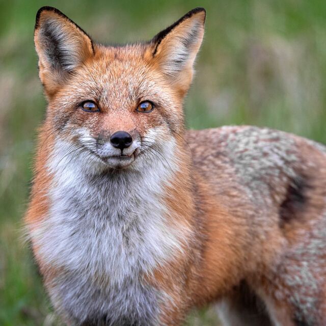 Two fox have been running around our house and in our backyard these past few days... maybe we will have a den close by?

Love the tooth and expression on this beautiful creature.

#fox #redfox #canada #nikonofilter #wildlife #earthcapture @bbcearth #canadianwildlife #beautiful #foxontherun
