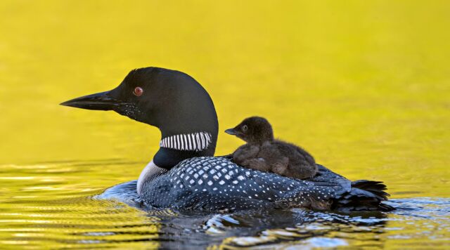 Looking forward to the call of the loons again!! 

#loons #commonloons #loonchick #sharbotlake #ontario #birds #canadabird #nikonnofilter #beautiful #nature