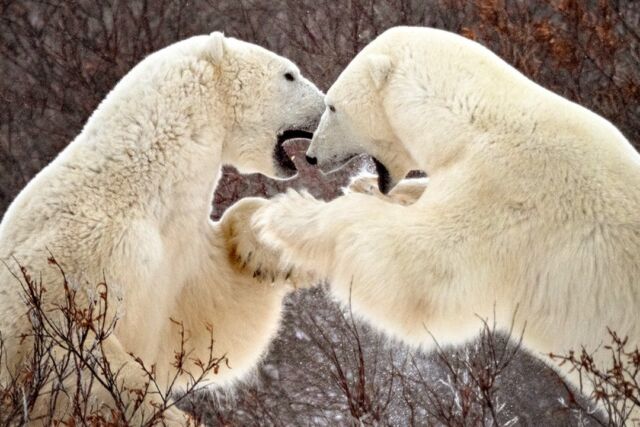 The battle.

#bears #polarbears #churchill #manitoba #canada #nikonofilter #nikonambassador #yourshotphotographer #earthcapture @bbcearth #stillwinter #snowing