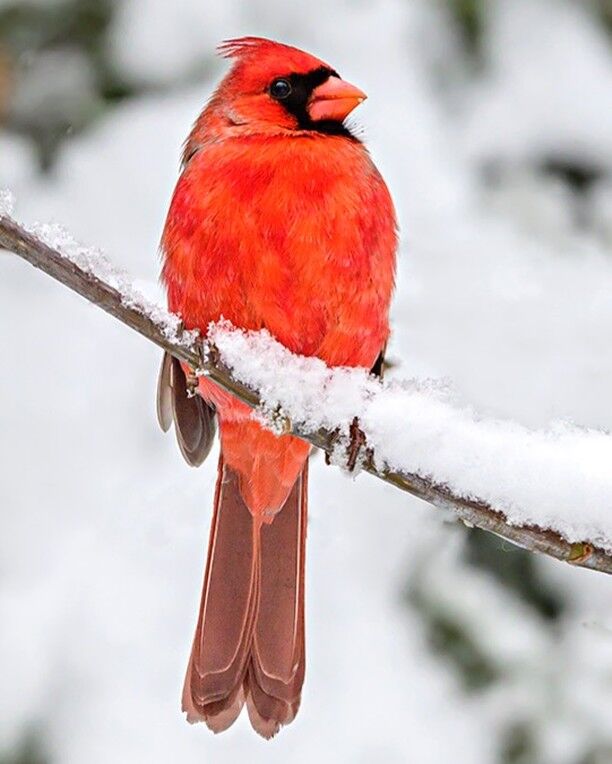 Our beautiful send-off today - a pair of cardinals in our backyard. Heading to a much warmer climate... 

#cardinal #bird #ottawa #canada