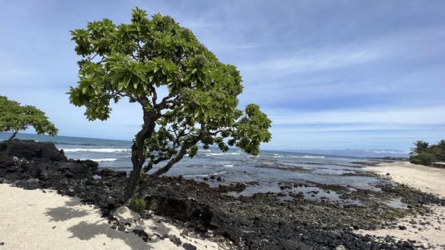 Paradise found. 

Big Island, Hawaii

#Hawaii #familyvacation