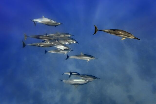 Definitely one of the most magical moments I have ever had! 
#grateful 

#dolphins #underwater #beautiful #magical #hawaii #bychance #snorkeling