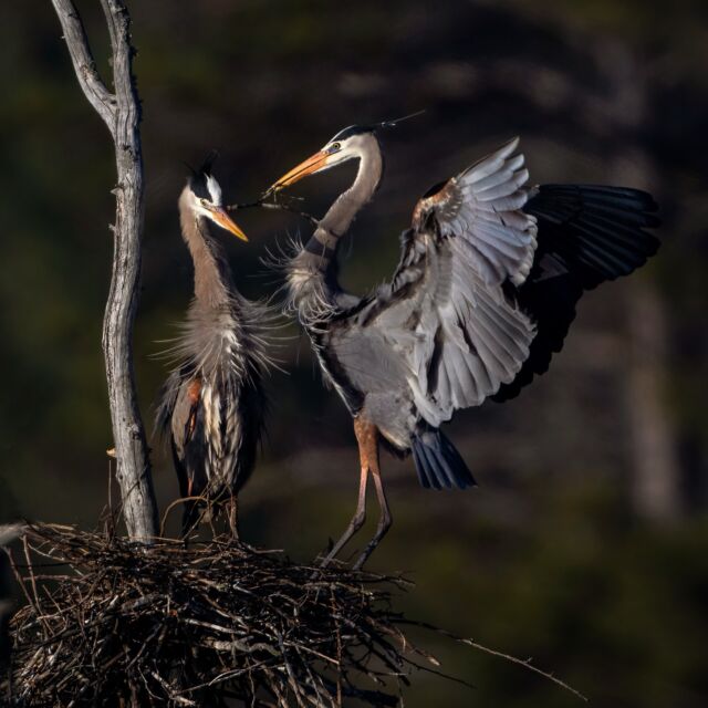 An exciting early morning wake-up - the herons are back building their nests and I got to take the NEW Nikkor 800mm 6.3 S lens out for a test drive. Woohooo! 

Of course, I had to try the 2x extender with this beauty on the Z 9 to see what it was like to handhold 1600mm!

This new lens is a total game-changer. I have always loved the 800mm 5.6 but it is a beast compared to this new technology. 

Now the Phase Fresnel element, along with the SR (Short Wavelength Refractive) element allows for significant size and weight reduction.

So it is less than half the weight of the current F mount 800mm - 2385g vs 4725g (800mm + FTZ) and 16% smaller. 

It has a 5m closest focusing distance (F mount 800mm was close to 6m)
and 5.5 stop VR when used with the Z 9 (5 stop with any other IBIS compatible Z body). AND it is half the cost!

Outstanding high-quality imaging and fast response. The powerful AF system of the Z 9 with animal Eye-AF combined with this lens = WOW!

Such an exciting time for Nikon and photography! 

1/800 F13 ISO640

#800mm #nikkor800mm #800mm6.3 #nikonnofilter #nikonambassador #birdphotography #herson #blueherons #nestingblueherons #ontario #canada #canadabirds