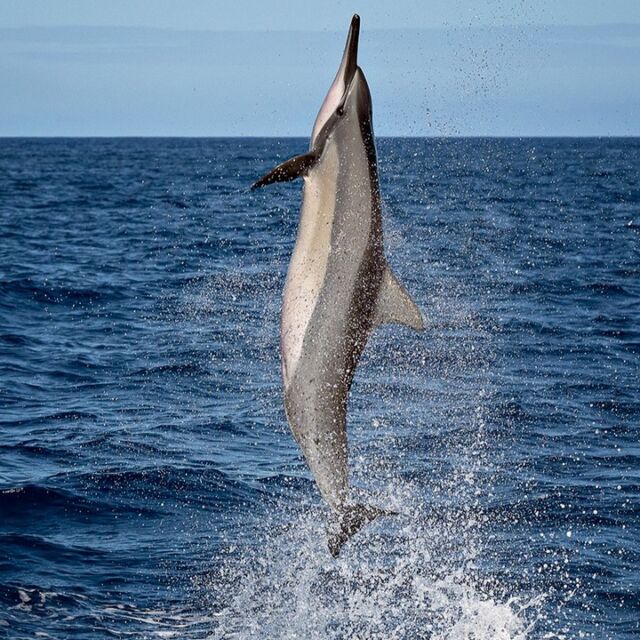 Spinner dolphin in Hawaii... what a beauty!

They are skilled acrobats and playful - they regularly leap out of the water and perform complicated and impressive aerial maneuvers. 

#spinnerdolphin #dolphin #hawaii #beautiful #nature #naturalworld #dolphins #nikonnofilter #z72 #yourshotphotographer