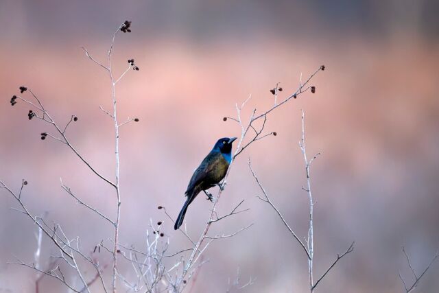 Simple and beautiful. 

My very first capture with the new Nikkor 800mm 6.3 S lens with the Z 9.

A beaver was my intended subject but this grackle caught my eye. 

Having the reach of an 800mm lens while handholding offers more opportunities than ever. Especially for bird photography!

Now the Phase Fresnel element, along with the SR (Short Wavelength Refractive) element allows for significant size and weight reduction.

So it is less than half the weight of the current F mount 800mm - 2385g vs 4725g (800mm + FTZ) and 16% smaller.

It has a 5m closest focusing distance (F mount 800mm was close to 6m)
and 5.5 stop VR when used with the Z 9 (5 stop with any other IBIS compatible Z body). AND it is half the cost!

The newest in the line of S lenses by Nikon delivers outstanding high-quality imaging, versatility and fast response. 
The powerful AF system of the Z 9 with animal Eye-AF combined with this lens = WOW!

#800mm #nikkor800mm #800mm6.3 #nikonnofilter #nikonambassador #birdphotography #grackle #birds #ontario #canada #canadabirds
19h