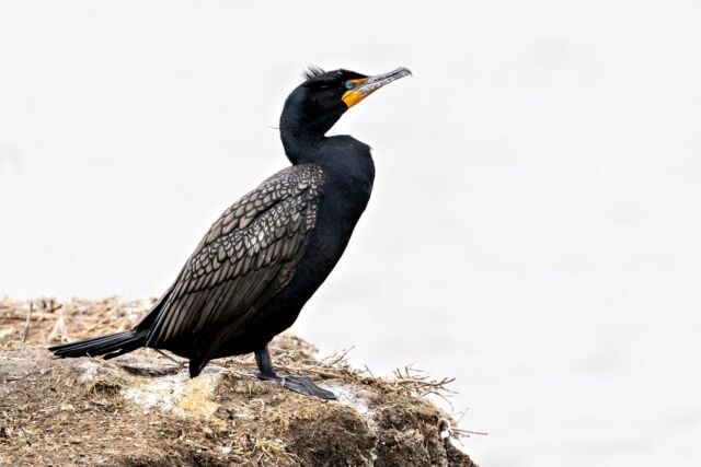 Taking the new Nikkor 800mm 6.3 S lens out for a test drive this weekend with my Nikon Z 9. 

A double-crested Cormorant was perched nicely so I decided to lower my shutter speed to a number I never thought I would be able to use handholding an 800mm.

1/160 second F9 ISO 200

I am one happy girl! This lens is a stunner. 

Think I am a bit excited? LOL

Nikon's Phase Fresnel element, along with the SR (Short Wavelength Refractive) element allows for significant size and weight reduction PLUS outstanding quality! 

Thank you Nikon!

#800mm #nikkor800mm #800mm6.3 #nikonnofilter #nikonambassador #birdphotography #zcreators #doublecrestedcomorant #comorant #birds #ontario #canada #canadabirds