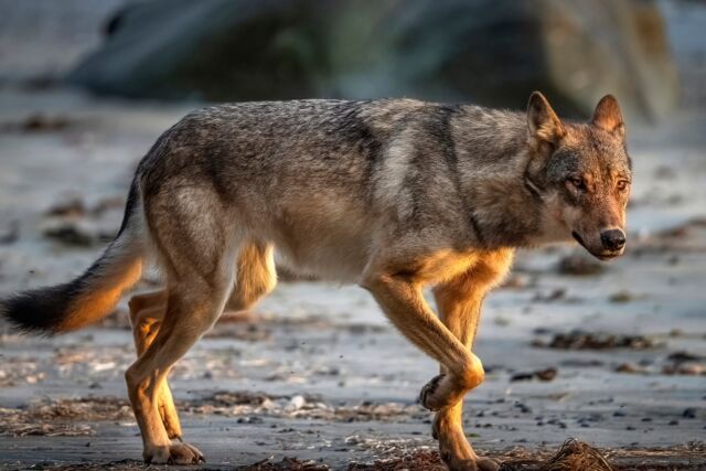 Beyond amazing to spend time with coastal wolves with @seaforthexpeditions - what a gift, what an experience. 

Photographed with Nikon Z 7II with 800mm 5.6

#coastalwolf #wolves #wolf #seawolf #britishcolumbia #canada #nikonnofilter #nikonambassador #canadianwildlife #yourshotphotographer #beautiful #nature