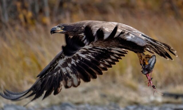 Quite the catch for this juvenile bald eagle. Photographed in British Columbia, Canada.

#baldeagle #eagle #birdinflight #nikonnofilter #nikonambassador #canada #britishcolumbia #yourshotphotographer #earthcapture @bbcearth #nature #canadabird