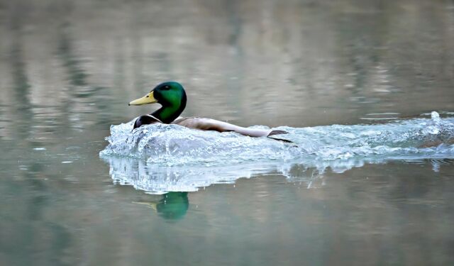 An incoming mallard... as much as I travel to faraway places, it is always fun to photograph close to home as well. Especially with friends 🙂

#neverstoplearning #nikonnofilter #nikonambassador #canada #100-400mm #bird #duck #mallardduck #ducklanding