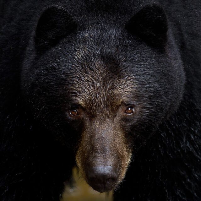 A gorgeous creature in BC checks out the human in its territory. Taken with an 800mm - thankfully. Those eyes...

#bear #blackbear #britishcolumbia #canada #nikonnofilter #nikonambassador #earthcapture @bbcearth #nature #bears #yourshotphotographer #canadawildlife #greatbearrainforest