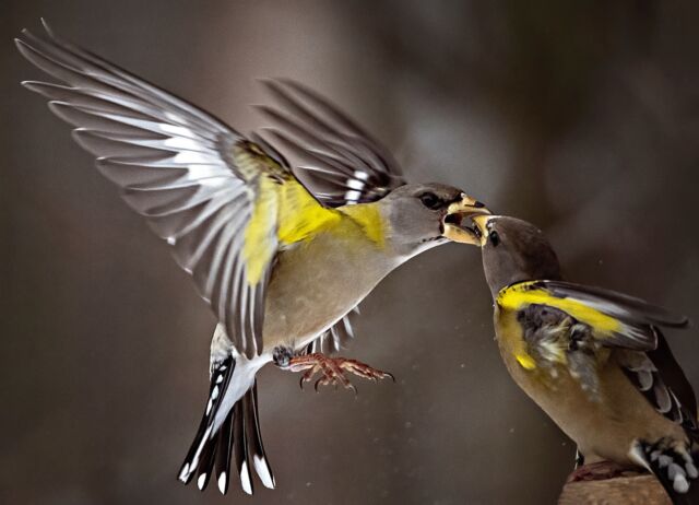 Evening grosbeaks photographed near Ottawa.

Happy Easter and a joyous Passover and Ramadan to Everyone!

#birdphotography #nikonofilter #nikonambassador #canada #canadabirds #beautiful