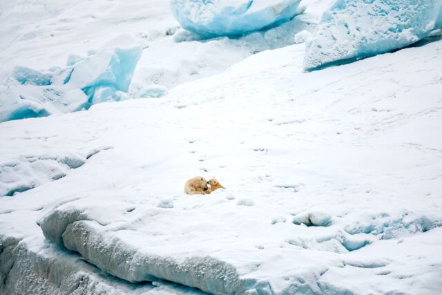It's not always about filling the frame with your main subject. Giving context to their environment is part of the story we are creating. 

#polarbears #bears #polarbearcub #nunavut #devonisland #canada #arctic #beautiful #earthcapture @bbcerath #yourshotphotographer #nikonnofilter #nikonambassador #canadianpolarbearhabitat