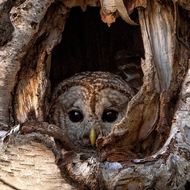 Hello, I am looking at you!

#barredowl #owl #ontario #canada #bird #canadabird #nikonnofilter #zcreators #beautiful
