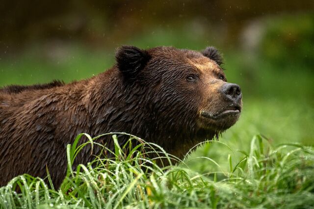A beautiful grizzly bear in the Khutzeymateen on a rainy day - love his expression.

Reminds me of the way I feel looking out at the snow on April 18th!

Can't wait to be back in the Khutz with @oceanlightadventures and an awesome group!

#bear #khutzeymateen #britishcolumbia #canada #nikonofilter #bearinrain #khutz #nikonambassador #earthcapture @bbcearth #yourshotphotographer #beautiful