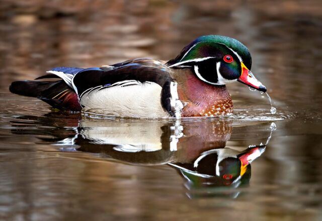 I continue to be WOWED by the new Nikkor 800mm S 6.3 lens! Combined with the Nikon Z 9 = AMAZING!!!!

Wood duck in Ottawa

#woodduck #duck #bird #canadabird #800mm6.3 #nikonnofilter #nikonambassador #canadianwildlife #yourshotphotographer #beautiful #eartchcapture @bbcearth #nature #zcreators