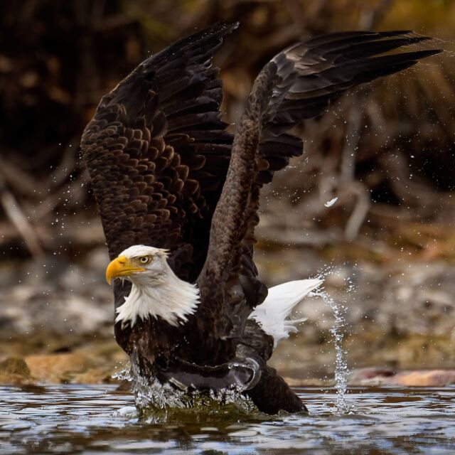 Soooo.... think he caught the fish? 

Have a great day! Stay tuned for photos from Rome and Amalfi Coast... a bit of a change in scenery for the next week. Super excited!

#eagle #canada #canadabird #earthcapture @bbearth #beautiful #nature #nikonnofilter #canadianwildlife #nikonambassador #yourshotphotographer #naturalworld #chilko @roamadventures