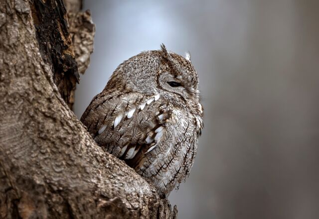 Every so slightly - the eyes open on this resting Eastern screech-owl. A quick peek and then back to sleep. 

Photographed with the new Nikkor Handheld with the 800mm S 6.3 lens with Nikon Z 9... definitely my new favourite combo! Especially for bird photography. 

#screechowl #owl #canadabird #nikonnofilter #nikonambassador #birds #birdphotographyindia