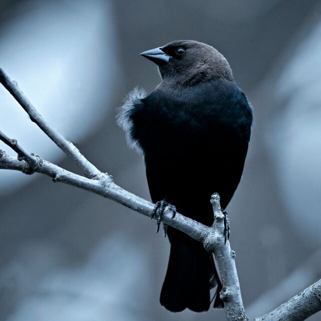 Happy Sunday. 

So in love with springtime! I

It is great fun to watch our bird feeder in the backyard attracting more and more birds. I love opening the door and hearing them all singing again! T

This brown-headed Cowbird (first time seeing one at our feeder) and his mate were on our feeder for quite some time... definitely on guard. 

Photographed with a Nikon Z 9 with the new Nikkor 800mm S 6.3 lens with a blue picture control filter.

#birds #brownheadedcowbird #backyardbirding #birdphotography #ottawa #canada #canadabirds