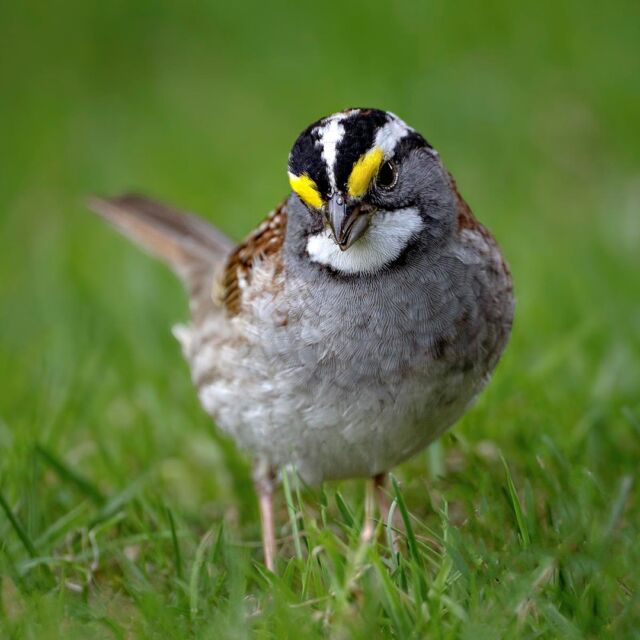 These backyard birds were photographed with the Nikon Z 9 with the new Nikkor 800mm S 6.3 lens. I remain astonished by the quality and clarity of this new lightweight lens. It takes bird photography to a new level.

Sometimes just sitting in one spot close to home - critters come to you! 

Love nature. 

White-throated sparrow, American goldfinch and a robin.

#birds #birdphotography #nikonnofilter #nikonambassador #canada #ottawa #ontario #canadabirds #beautiful #800mm #z9 #amazing #beautiful #birds #bird #robin #whitethroatedsparrow #goldfinch