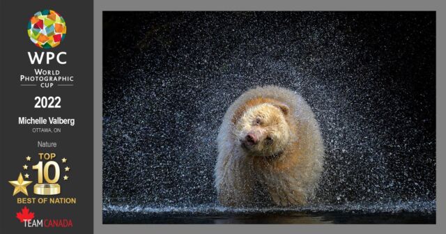 I am super proud to be a Canadian Team top 10 finalist (and Best in Nation) in the 2022 World Photographic Cup with my image of "Boss".

In Rome tonight, the medalists will be announced and I am thrilled to be here in person with my hubby and a group of other Canadians photographers including @kristianbogner @deborahlmacewen 

The Story about Boss:

In 2019 in the Great Bear Rainforest, one early morning, I was crouched low at the river’s edge, my knees were on the rocks in the water. Boss was fishing for salmon about 100 feet from us. Then he began to walk in our direction. My heart was pounding. He stopped directly in front of me. I was eye to eye with him. He was busy eating and wasn't bothered with our presence.

Boss lowered his head into the river and, without realizing it, I too instinctively ducked my head a fraction. I was watching the elusive Spirit Bear through my viewfinder, holding my breath and trying to remember to exhale. He pulled his head up and shook, droplets spiralling in a concentric windmill around his head. He looked at me for an instant, and plunged his head into the water again, searching for salmon roe on the bottom of the river. I felt a catch in my throat. The photographer in me knew intuitively that it would be a memorable photo. The human in me felt that, in that moment, I was part of Boss’ life, as he was part of mine. We were deeply connected in a way that is hard to describe.

I am super proud of this image and no matter the results tonight, I am honoured to represent Canada in the @worldphotographiccup 

With special thanks to @oceanlightadventures for this opportunity! I can't wait to travel with you again in a month.

Thank you to everyone who follows me for your support! 

I am grateful! 
Truly Grateful.

#canada #worldphotographhiccup #bear #spiritbear #boss #greatbearrainforest #canadianwildlife #nikonnofilter #zcreators #nikonambassador #canadiangeographic