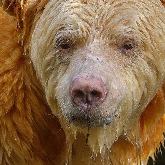 Boss the Spirit Bear fishing for salmon.  It was incredible to look into his eyes. To be so close. A gift. 

#bear #spiritbear #kermodebear #greatbearrainforest 

With @oceanlightadventures