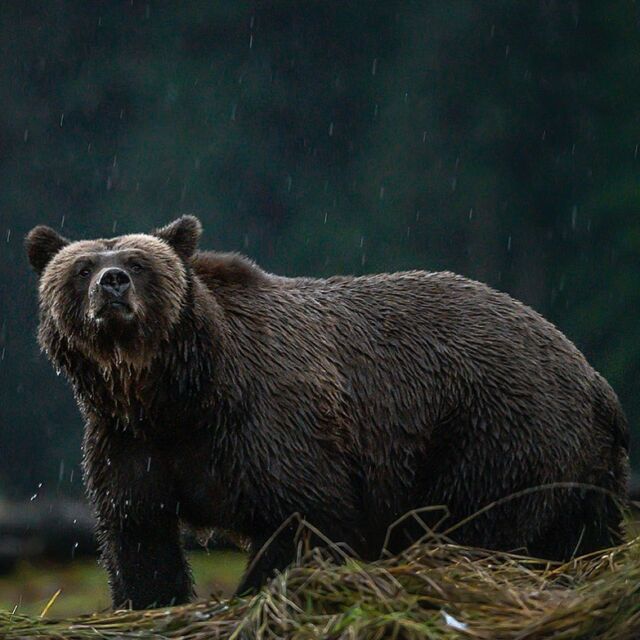 A beautiful grizzly in the Great Bear Rainforest. Of course it was raining! 

#greatbearrainforest #grizzlybear  #zcreator #nikonnofilter #earthcapture @bbcearth #beautiful
