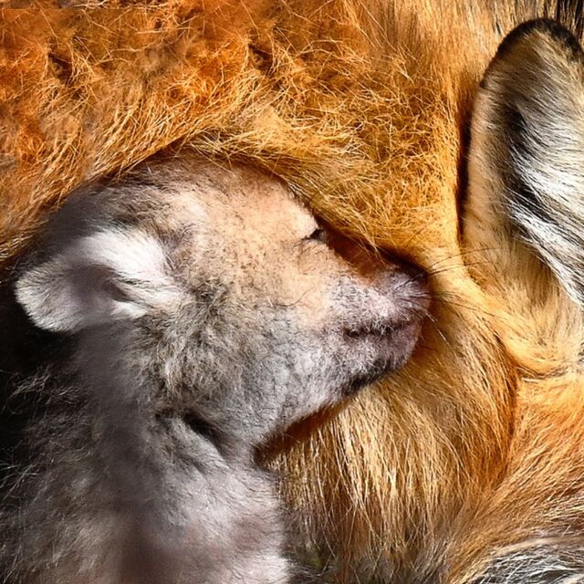 Today, like everyday, I miss my Mom. This image is in honour of her.

#redfoxkit #kit #foxkit #yourshotphotographer #family #earthcapture @bbcearth #springtime #spring #newlife #canada #ontario #wildlifephoto #canadianwildlife
