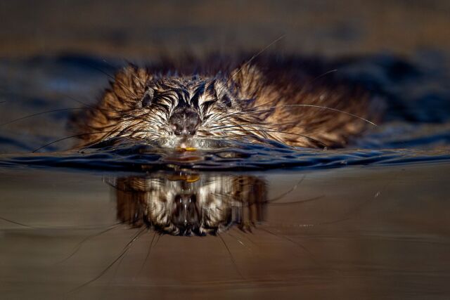 What a stunning outing in my kayak this morning. Lots of birds singing in the bay and this little muskrat swam right to me. No fear. He got out of the water, munched on some weeds and then swam away. Handholding the 800mm S F6.3 lens is a game-changer. I continue to be blown away. I can't wait for more opportunities. Silent mode and a long lens you can hand-hold is a dream for wildlife photographers!

#muskrat #sharbotlake #ontario #wildlife #800mm6.3 #zcreators #nikonambassador #nikonnofilter #canadianwildlife #kayak