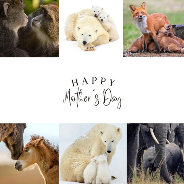 HAPPY MOTHER'S DAY TO ALL THE AMAZING MOMS OUT THERE!!!

#mothersday2022 #mothersday #beingamom