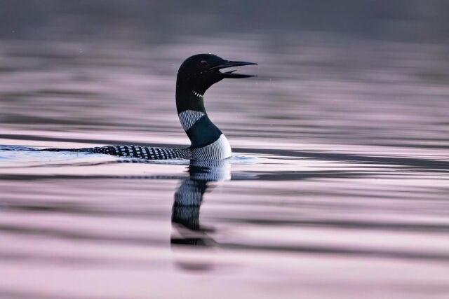 This is the male loon (I think) he has a very long neck and beak. 

Photographed with Nikon Z 9 with 800mm S 6.3 last night. Accompanied by a mosquitoe squad. 

#loon # loons #sharbotlake # Canada #bird # Canada bird #beautiful #zcreators #nikonnofilter