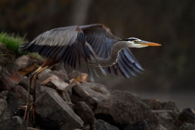 Blue herons are back too! I LOVE SPRING! 

#blueheron #herons #heron #bird #canadabird #nikonnofilter #canada #ontario #sharbotlake #yourshotphotographer #nature