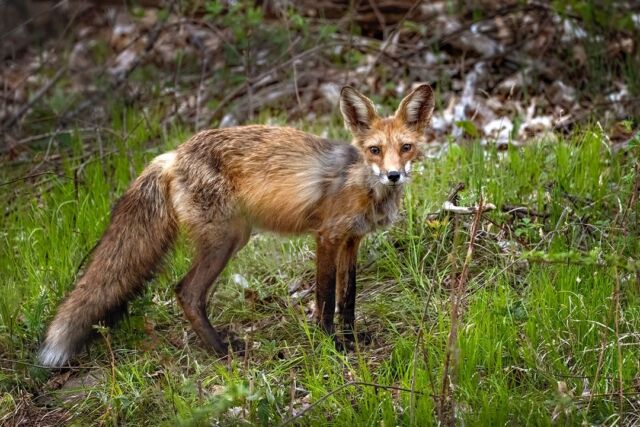 She finally came out of the den with her kits. She is small but a good hunter. I watched her bring home a muskrat (almost as big as her) for her little family. Hopefully I will have more time with them. She is very aware and protective, so it will take a bit of time to gain her trust. Thankful to have the new Nikkor 800mm F6.3 to be able to stay a distance and hide in my blind. 

#redfox #fox #foxymomma #ontario #canada #country #wildlife #beautiful #nikonnofilter #nikonambassador #earthcapture @bbcearth #nature #wildlifeplanet