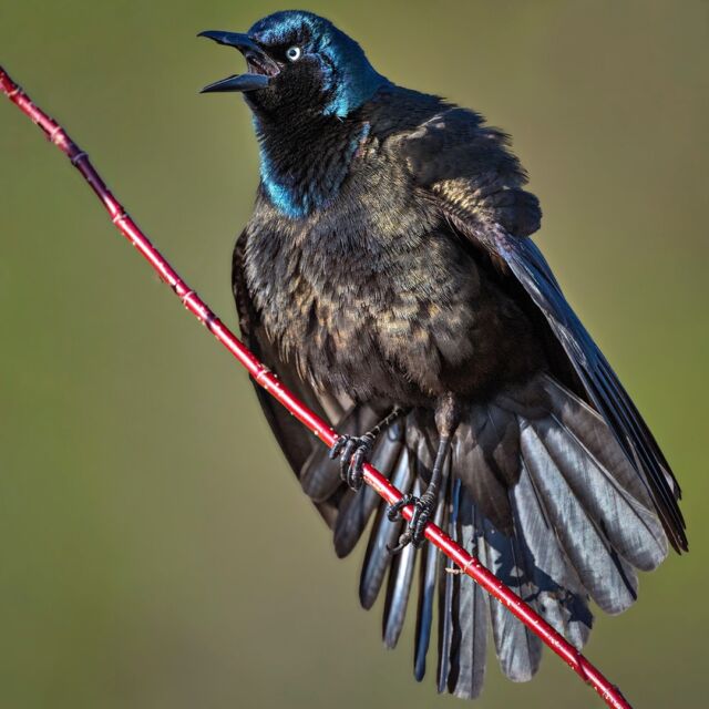Another version of a common Grackle.

During courtship, the male will fluff out his body feathers, partly spreads wings and tail, and then give a short scraping song. He would watch over the territory while the female was building the nest. She would fly off for more material and he would follow. They would return together and repeat over and over. 

I continue to be blown away by the new Nikkor 800mm S F6.3 lens.
Subjects almost look 3Dish. Combined with the Z 9 - hands down - it's my new favourite combo!!!

#grackle #commongrackle #sharbotlake #ontario #ontariobirds #canadabirds #earthcapture @bbcearth #nature #nikonnofilter #yourshotphotographer
#zcreators #800mm6.3 #nikonambassador