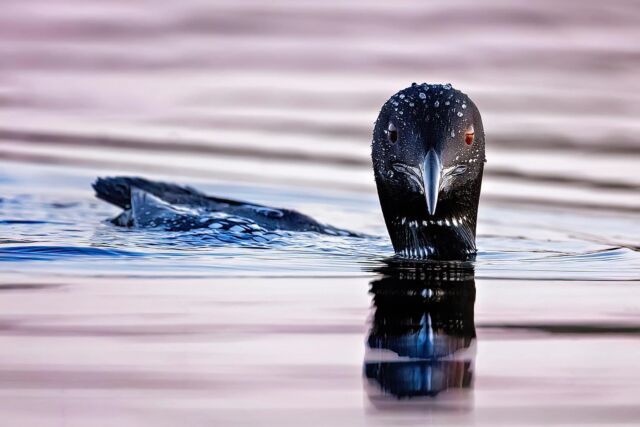 Look who’s back!!!! It was a glorious night so went for a paddle and found a loon pair in our bay!  So happy.  I believe this is our female with her new BIG mate (the one who we think killed her previous mate). Sunset cast a beautiful pink hue on the water. 

#loon # loons # Canada birds #nikon8006.3 #zcreators #earthcapture #yourshotphotographer 

Oh and something else has returned… mosquitoes!!!!

Photographed with Nikon Z 9 with 800mm S 6.3
2500ISO 1/320 f 6.3