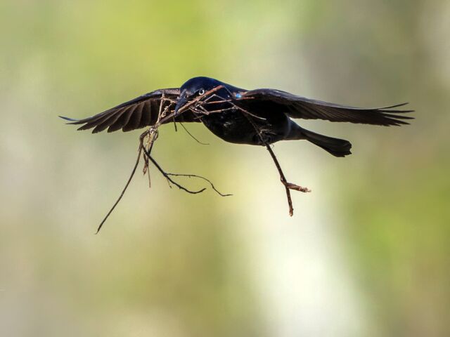 Part 3 of my morning with common grackles building their nest.

It was fascinating to watch this pair building their nest in the bushes close to the water. During courtship, the male will fluff out his body feathers, partly spreads wings and tail, and then give a short scraping song (see previous posts). He would watch over the territory while the female was building the nest. She would fly off for more material and he would follow. They would return together and repeat over and over. 

It's alway a gift to see new behaviour with our backyard birds. 

Photographed with Nikon Z 9 with the new Nikkor 800mm S F6.3 - hand held from my kayak = game-changer!
My new favourite combo!!!

#grackle #commongrackle #sharbotlake #ontario #ontariobirds #canadabirds #earthcapture @bbcearth #nature #nikonnofilter #yourshotphotographer