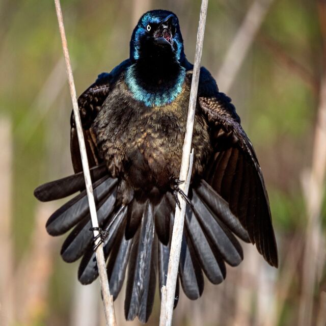 My morning kayak on our lake was a bit different than usual this morning. I spent it with nesting common Grackles. They often nest in colonies but these two were on their own. 

It was fascinating to watch this pair building their nest in the bushes close to the water. During courtship, the male will fluff out his body feathers, partly spreads wings and tail, and then give a short scraping song. He would watch over the territory while the female was building the nest. She would fly off for more material and he would follow. They would return together and repeat over and over. 

It's alway a gift to see new behaviour with our backyard birds. I especially love the iridescence.

Photographed with Nikon Z 9 with the new Nikkor 800mm S F6.3. 
My new favourite combo!!!

#grackle #commongrackle #sharbotlake #ontario #ontariobirds #canadabirds #earthcapture @bbcearth #nature #nikonnofilter #yourshotphotographer